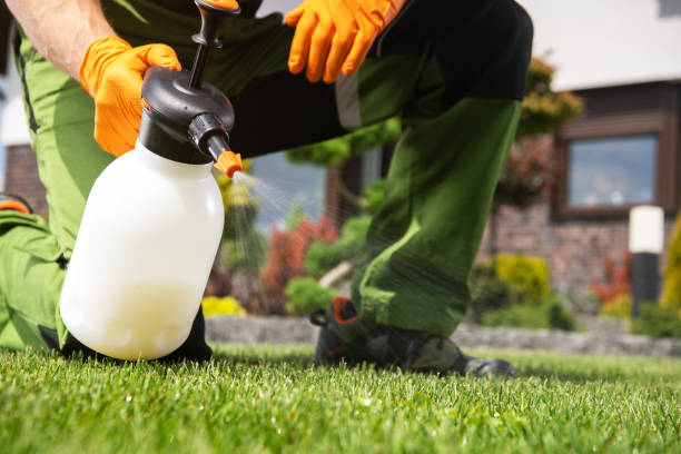 Best Affordable Pest Control Services  in Weldon, CA
