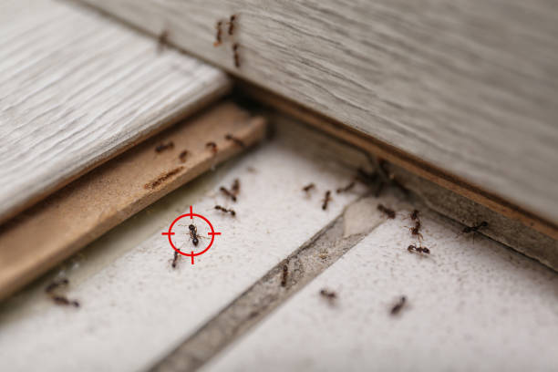 Best Affordable Pest Control Services  in Weldon, CA